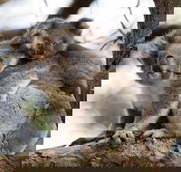 Great Ocean Road Sunset Tour from Melbourne - Accommodation Southport