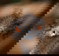 Currumbin Wildlife Sanctuary General Entry Ticket - Southport Accommodation