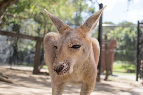 Currumbin Wildlife Sanctuary General Entry Ticket - Southport Accommodation 2