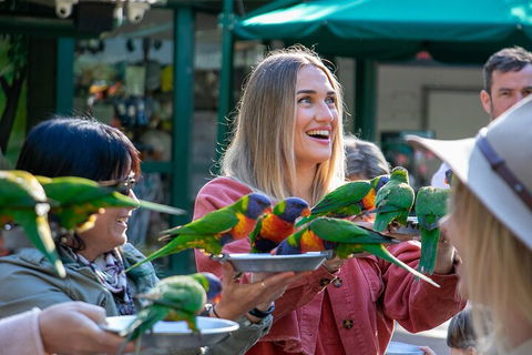 Currumbin Wildlife Sanctuary General Entry Ticket - Southport Accommodation 3
