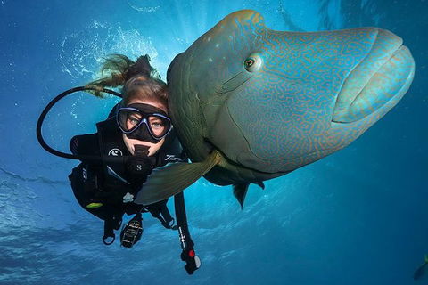 Great Barrier Reef Snorkeling And Diving Cruise From Cairns - Southport Accommodation 0