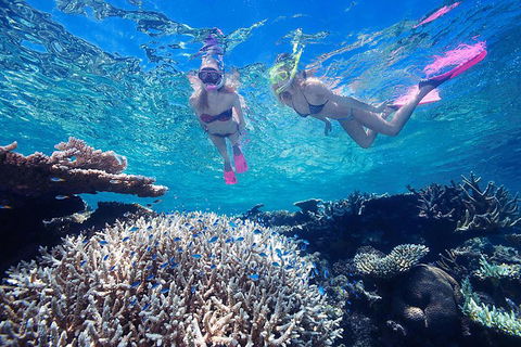 Great Barrier Reef Scenic Helicopter Tour And Cruise From Cairns - Southport Accommodation 3