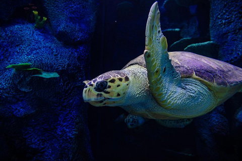 Sydney Attractions Pass: SEA LIFE Aquarium, Sydney Tower Eye, WILD LIFE Zoo And Madame Tussauds - Southport Accommodation 1