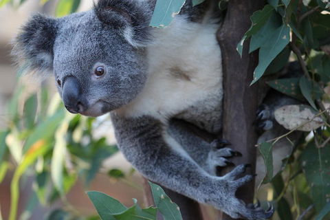 Sydney Attractions Pass: SEA LIFE Aquarium, Sydney Tower Eye, WILD LIFE Zoo And Madame Tussauds - Southport Accommodation 2