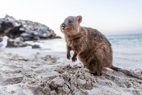 Rottnest Island All-Inclusive Grand Island Tour From Fremantle - Southport Accommodation 2