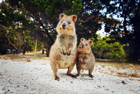 Rottnest Island All-Inclusive Grand Island Tour From Fremantle - Southport Accommodation 5