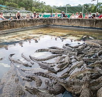 Hartley's Crocodile Adventures Day Trip from Cairns - Southport Accommodation