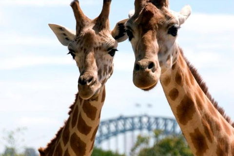 Sydney Harbour Ferry With Taronga Zoo Entry Ticket - Southport Accommodation 1