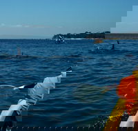 Mornington Peninsula Kayak Coastline Tour of Dolphin Sanctuary - Southport Accommodation