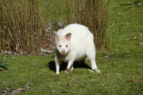 7-Day Super Value Tour Of Tasmania: Explore Tasmania's West And East Coasts - Southport Accommodation 1