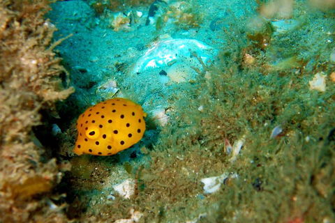 Wave Break Island Scuba Diving On The Gold Coast - Southport Accommodation 3