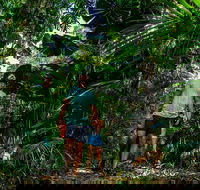 Full Day Daintree Rainforest and Mossman Gorge Tour - Accommodation Southport