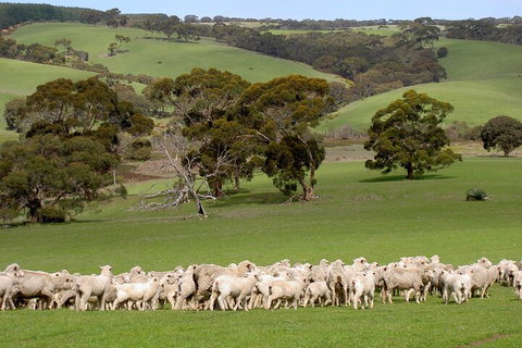 Kangaroo Island Luxury Small Group 'Island Life' Full Day Tour - Accommodation Southport 1