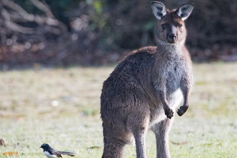 Kangaroo Island Luxury Small Group 'Island Life' Full Day Tour - Accommodation Southport 2
