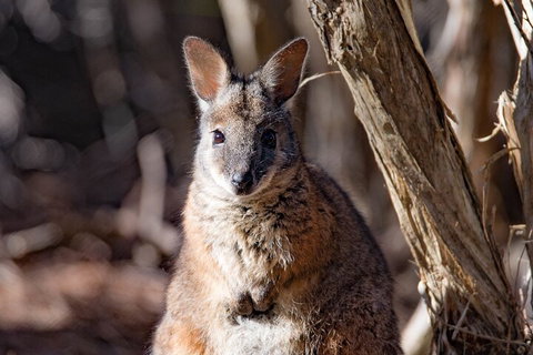 Kangaroo Island Luxury Small Group 'Island Life' Full Day Tour - Accommodation Southport 3