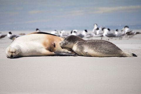 Kangaroo Island Luxury Small Group 'Island Life' Full Day Tour - Accommodation Southport 5