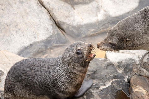 Kangaroo Island Luxury Small Group 'Flinders Chase Focus' Full Day Tour - Southport Accommodation 2