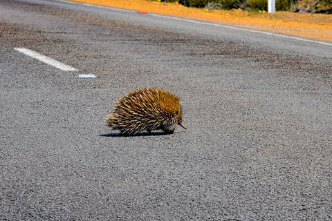 Kangaroo Island Luxury Small Group 'Flinders Chase Focus' Full Day Tour - Southport Accommodation 3