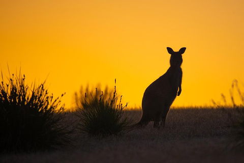 Kangaroo Island Luxury Small Group 'Flinders Chase Focus' Full Day Tour - Southport Accommodation 5