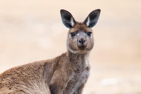 Kangaroo Island Luxury Small Group 'East End Explorer' Full Day Tour - Accommodation Southport 1