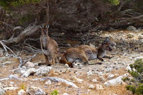 Kangaroo Island Luxury Small Group 'East End Explorer' Full Day Tour - Accommodation Southport 4