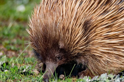 Kangaroo Island Luxury Small Group 'East End Explorer' Full Day Tour - Accommodation Southport 5