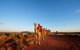 Uluru Small-Group Tour By Camel At Sunrise Or Sunset - thumb 3