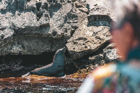 Adventure Rottnest Tour With Ferry & Adventure Cruise From Perth Or Fremantle - Southport Accommodation 1