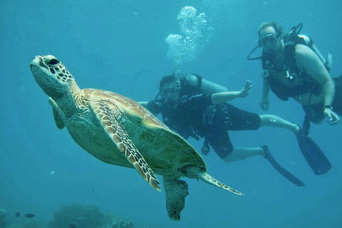Ocean Freedom Great Barrier Reef Personal Luxury Snorkel & Dive Cruise, Cairns - Southport Accommodation 4