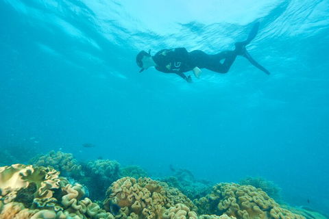 Ocean Freedom Great Barrier Reef Personal Luxury Snorkel & Dive Cruise, Cairns - Southport Accommodation 5