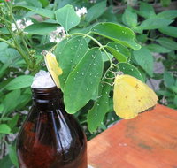 Australian Butterfly Sanctuary- Virtual Interactive Tour With Private Guide - Southport Accommodation