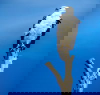 Kangaroo Island 75-Minute Ocean Safari - Accommodation Southport