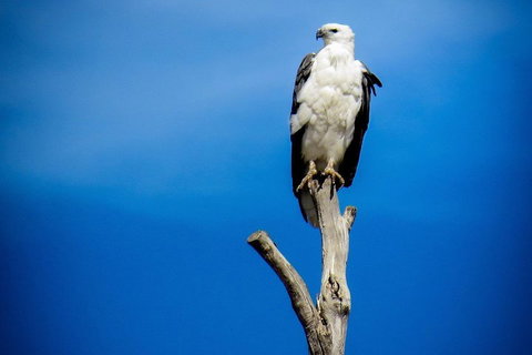 Kangaroo Island 75-Minute Ocean Safari - Accommodation Southport 0