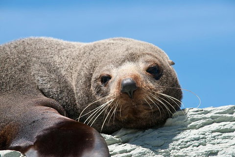 Kangaroo Island 75-Minute Ocean Safari - Accommodation Southport 1