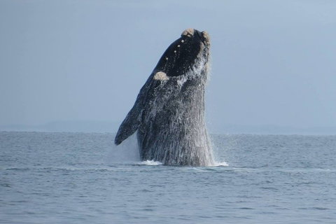 Kangaroo Island 75-Minute Ocean Safari - Accommodation Southport 2