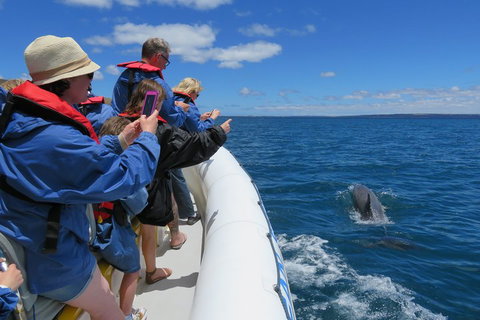 Kangaroo Island 75-Minute Ocean Safari - Accommodation Southport 3