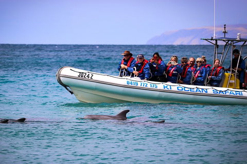 Kangaroo Island 75-Minute Ocean Safari - Accommodation Southport 4