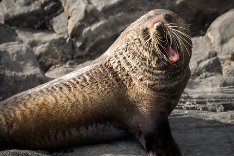 Kangaroo Island 75-Minute Ocean Safari - Accommodation Southport 5