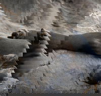 Kangaroo Island Ocean Safari - Snorkeling Safari - Accommodation Southport