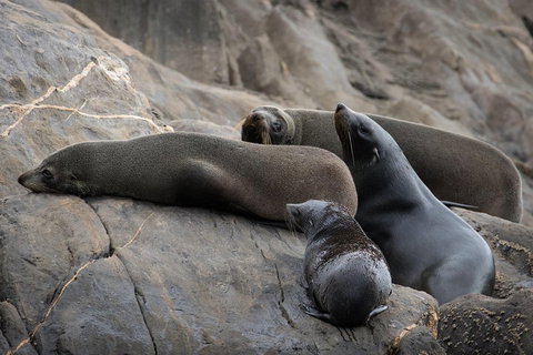 Kangaroo Island Ocean Safari - Snorkeling Safari - Accommodation Southport 0