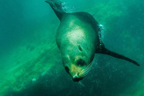 Kangaroo Island Ocean Safari - Snorkeling Safari - Accommodation Southport 1