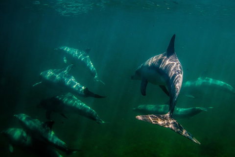 Kangaroo Island Ocean Safari - Snorkeling Safari - Accommodation Southport 2