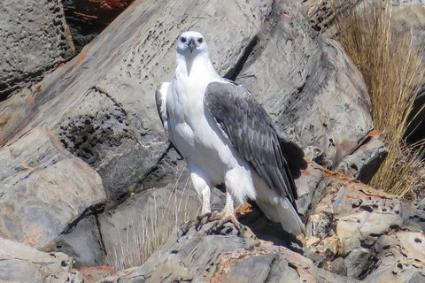 Kangaroo Island Ocean Safari - Snorkeling Safari - Accommodation Southport 4