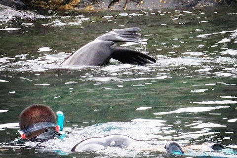 Kangaroo Island Ocean Safari - Snorkeling Safari - Accommodation Southport 5