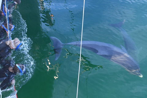 Dolphin Cruise From Adelaide With Optional Dolphin Swim - Southport Accommodation 0