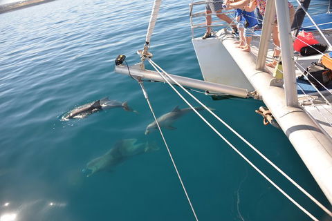 Dolphin Cruise From Adelaide With Optional Dolphin Swim - Southport Accommodation 1