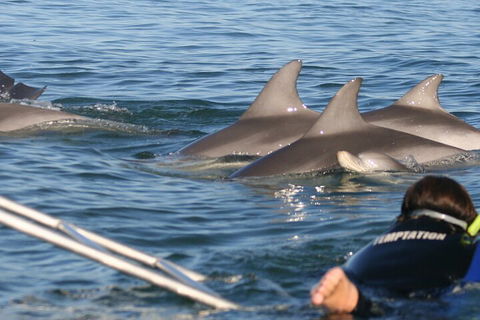 Dolphin Cruise From Adelaide With Optional Dolphin Swim - Southport Accommodation 2