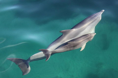 Dolphin Cruise From Adelaide With Optional Dolphin Swim - Southport Accommodation 4