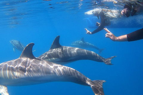 Dolphin Cruise From Adelaide With Optional Dolphin Swim - Southport Accommodation 5