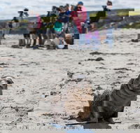 Kangaroo Island in a Day Tour from Adelaide - Southport Accommodation
